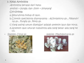 3. Kelas Anthozoa
     Anthozoa berasal dari kata:
     anthos = bunga, dan zoon = binatang
     Ciri-cirinya:
     a.Selu...