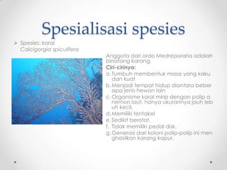 Spesialisasi spesies
 Spesies: koral
  Calcigorgia spiculifera
                            Anggota dari ordo Medreporaria...