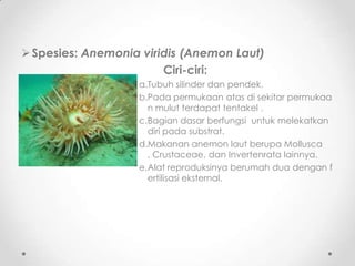  Spesies: Anemonia viridis (Anemon Laut)
                        Ciri-ciri:
                   a.Tubuh silinder dan pendek.
                   b.Pada permukaan atas di sekitar permukaa
                     n mulut terdapat tentakel .
                   c.Bagian dasar berfungsi untuk melekatkan
                     diri pada substrat.
                   d.Makanan anemon laut berupa Mollusca
                     , Crustaceae, dan Invertenrata lainnya.
                   e.Alat reproduksinya berumah dua dengan f
                     ertilisasi eksternal.
 