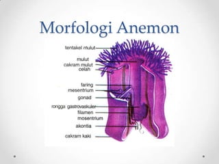Morfologi Anemon
 