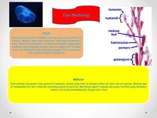 Tipe Morfologi



                            POLIP
Umumnya hidup soliter (sendiri), tapi ada pula yang memben-tu
k koloni...
