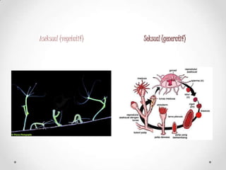 Aseksual (vegetatif)   Seksual (generatif)
 