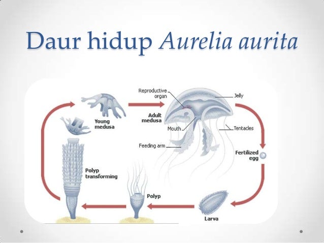 Power Point Coelenterata Power Point Coelenterata