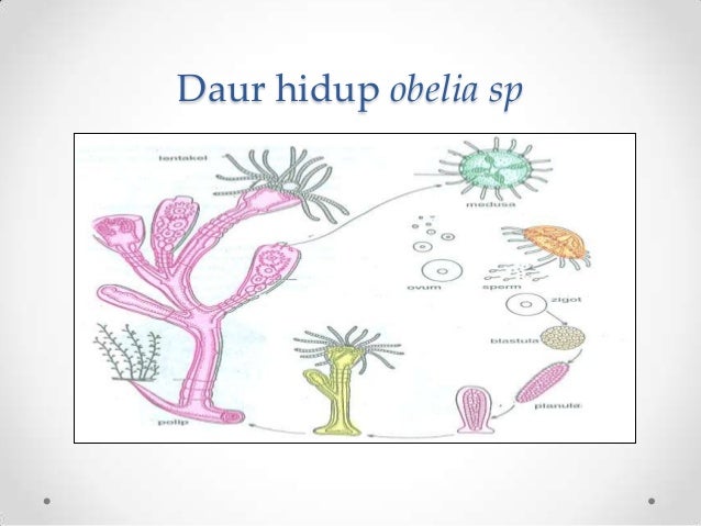 Power Point Coelenterata