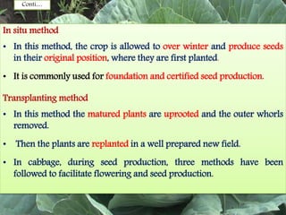 Conti…
In situ method
• In this method, the crop is allowed to over winter and produce seeds
in their original position, where they are first planted.
• It is commonly used for foundation and certified seed production.
Transplanting method
• In this method the matured plants are uprooted and the outer whorls
removed.
• Then the plants are replanted in a well prepared new field.
• In cabbage, during seed production, three methods have been
followed to facilitate flowering and seed production.
 