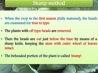 Stump method
• When the crop in the first season (fully matured), the heads
are examined for true to type.
• The plants with off type heads are removed.
• Then the heads are cut just below the base by means of a
sharp knife, keeping the stem with outer whorl of leaves
intact.
• The beheaded portion of the plant is called 'stump'.
 