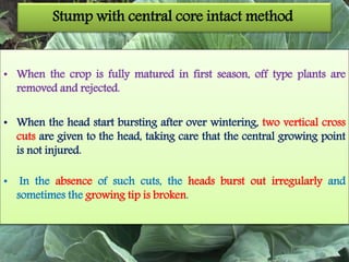 Stump with central core intact method
• When the crop is fully matured in first season, off type plants are
removed and rejected.
• When the head start bursting after over wintering, two vertical cross
cuts are given to the head, taking care that the central growing point
is not injured.
• In the absence of such cuts, the heads burst out irregularly and
sometimes the growing tip is broken.
 