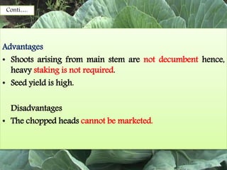Conti….
Advantages
• Shoots arising from main stem are not decumbent hence,
heavy staking is not required.
• Seed yield is high.
Disadvantages
• The chopped heads cannot be marketed.
 