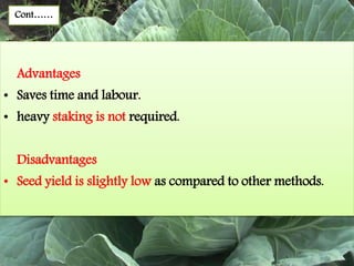 Cont……
Advantages
• Saves time and labour.
• heavy staking is not required.
Disadvantages
• Seed yield is slightly low as compared to other methods.
 