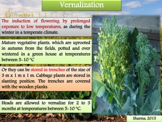 Vernalization
The induction of flowering by prolonged
exposure to low temperatures, as during the
winter in a temperate climate.
Mature vegetative plants, which are uprooted
in autumn from the fields, potted and over
wintered in a green house at temperatures
between 5-10 °C
Or they can be stored in trenches of the size of
3 m x 1 m x 1 m. Cabbage plants are stored in
slanting position. The trenches are covered
with the wooden planks.
Heads are allowed to vernalize for 2 to 3
months at temperatures between 5-10 °C.
Sharma, 2015
 