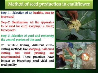 Method of seed production in cauliflower
Step-1: Selection of an healthy, true to
type curd
Step-2: Sterilization. All the apparatus
to be used for curd scooping i.e. knife;
forceps etc.
Step-3: Selection of curd and removing
the central portion of the curd.
To facilitate bolting, different curd-
cutting methods like scooping, half curd
cutting and curd pruning are
recommended. These practices have
impact on branching, seed yield and
seed quality.
 
