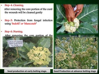 • Step-4: Cleaning.
After removing the core portion of the curd
the wounds will be cleaned gently
• Step-5: Protection from fungal infection
using ‘Indofil’ or ‘Mancozeb’
• Step-6: Nursing:
After removing the core portion of the
cauliflower curd, proper nursing is need to
be provided through side dressing of
chemical fertilizer and organic manure.
Seed production at early bolting stage. Seed Production at advance bolting stage
 