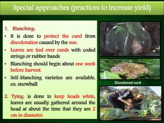 Special approaches (practices to increase yield)
1. Blanching:
• It is done to protect the curd from
discoloration caused by the sun.
• Leaves are tied over curds with coded
strings or rubber bands
• Blanching should begin about one week
before harvest.
• Self-blanching varieties are available,
ex: snowball
2. Tying: is done to keep heads white,
leaves are usually gathered around the
head at about the time that they are 2
cm in diameter.
Discolored curd
 