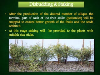 Disbudding & Staking
• After the production of the desired number of siliqua the
terminal part of each of the fruit stalks (peduncles) will be
snapped to ensure better growth of the fruits and the seeds
within it.
• At this stage staking will be provided to the plants with
suitable size sticks.
 