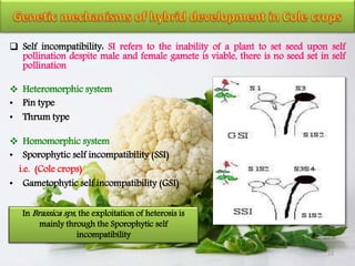  Self incompatibility: SI refers to the inability of a plant to set seed upon self
pollination despite male and female gamete is viable, there is no seed set in self
pollination
 Heteromorphic system
• Pin type
• Thrum type
 Homomorphic system
• Sporophytic self incompatibility (SSI)
i.e. (Cole crops)
• Gametophytic self incompatibility (GSI)
24
In Brassica sps, the exploitation of heterosis is
mainly through the Sporophytic self
incompatibility
 