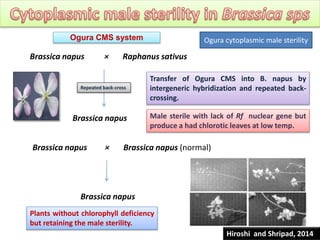 Brassica napus × Raphanus sativus
Transfer of Ogura CMS into B. napus by
intergeneric hybridization and repeated back-
crossing.
Brassica napus Male sterile with lack of Rf nuclear gene but
produce a had chlorotic leaves at low temp.
Brassica napus × Brassica napus (normal)
Plants without chlorophyll deficiency
but retaining the male sterility.
Brassica napus
Ogura CMS system
Repeated back-cross
Hiroshi and Shripad, 2014
Ogura cytoplasmic male sterility
 