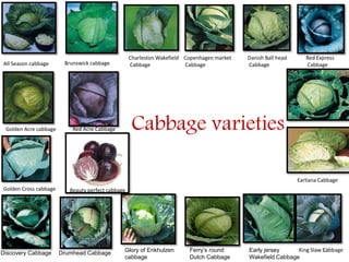 32
Discovery Cabbage Drumhead Cabbage
Early jersey
Wakefield Cabbage
Ferry’s round
Dutch Cabbage
Glory of Enkhulzen
cabbage
Cabbage varietiesGolden Acre cabbage Red Acre Cabbage
Beauty perfect cabbageGolden Cross cabbage
All Season cabbage Brunswick cabbage
Charleston Wakefield
Cabbage
Copenhagen market
Cabbage
Danish Ball head
Cabbage
Red Express
Cabbage
Earliana Cabbage
King Slaw Cabbage
 