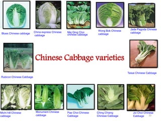 33
Blues Chinese cabbage
China express Chinese
cabbage
Jade Pagoda Chinese
cabbage
Joi Choi Chinese
Cabbage
Ching Chiang
Chinese Cabbage
Pae Choi Chinese
Cabbage
Monument Chinese
cabbage
Michi hill Chinese
cabbage
Wong Bok Chinese
cabbage
Rubicon Chinese Cabbage
Taisai Chinese Cabbage
Chinese Cabbage varieties
Mej Qing Choi
chinese cabbage
 