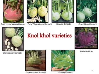 35
Early purple Vienna Kohlrabi Early White Vienna Kohlrabi
Kolibri Kohlrabi
Grand Duke Kohlrabi
Granlibakken Kohlrabi
Kossak KohlrabiSuperschmelz Kohlrabi
Gigante Kohlrabi
Knol khol varieties
 