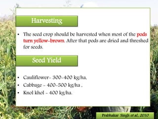 • The seed crop should be harvested when most of the pods
turn yellow-brown. After that pods are dried and threshed
for seeds.
• Cauliflower- 300-400 kg/ha,
• Cabbage - 400-500 kg/ha ,
• Knol khol - 400 kg/ha.
Seed Yield
Prabhakar Singh et al., 2010
Harvesting
 