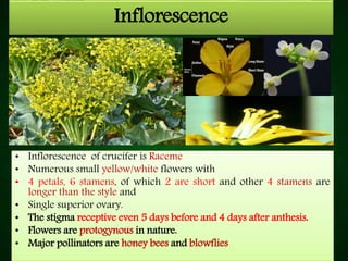 Inflorescence
• Inflorescence of crucifer is Raceme
• Numerous small yellow/white flowers with
• 4 petals, 6 stamens, of which 2 are short and other 4 stamens are
longer than the style and
• Single superior ovary.
• The stigma receptive even 5 days before and 4 days after anthesis.
• Flowers are protogynous in nature.
• Major pollinators are honey bees and blowflies
 