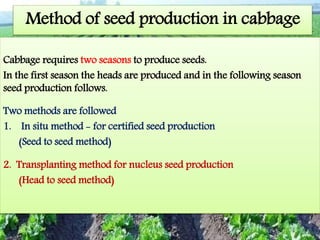 Method of seed production in cabbage
Cabbage requires two seasons to produce seeds.
In the first season the heads are produced and in the following season
seed production follows.
Two methods are followed
1. In situ method - for certified seed production
(Seed to seed method)
2. Transplanting method for nucleus seed production
(Head to seed method)
 