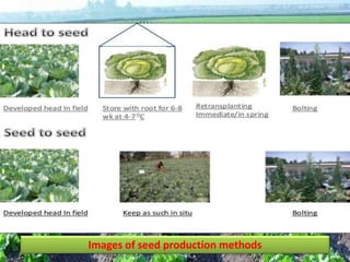Images of seed production methods
 