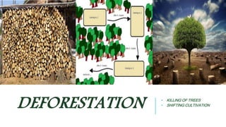 DEFORESTATION • KILLING OF TREES 
• SHIFTING CULTIVATION 
 