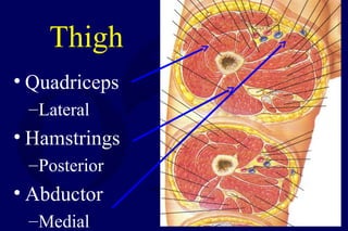 Thigh
• Quadriceps
–Lateral
• Hamstrings
–Posterior
• Abductor
–Medial
 