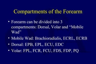 Compartments of the Forearm
• Forearm can be divided into 3
compartments: Dorsal, Volar and “Mobile
Wad”
• Mobile Wad: Brachioradialis, ECRL, ECRB
• Dorsal: EPB, EPL, ECU, EDC
• Volar: FPL, FCR, FCU, FDS, FDP, PQ
 