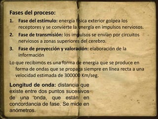 Fases del proceso:
1. Fase del estímulo: energía física exterior golpea los
receptores y se convierte la energía en impulsos nerviosos.
2. Fase de transmisión: los impulsos se envían por circuitos
nerviosos a zonas superiores del cerebro.
3. Fase de proyección y valoración: elaboración de la
información
Lo que recibimos es una forma de energía que se produce en
forma de ondas que se propaga siempre en línea recta a una
velocidad estimada de 300000 Km/seg.
Longitud de onda: distancia que
existe entre dos puntos sucesivos
de una onda, que están en
concordancia de fase. Se mide en
anómetros.
 
