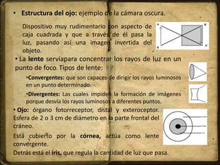• Estructura del ojo: ejemplo de la cámara oscura.
Dispositivo muy rudimentario con aspecto de
caja cuadrada y que a través de él pasa la
luz, pasando así una imagen invertida del
objeto.
• La lente servíapara concentrar los rayos de luz en un
punto de foco. Tipos de lente:
•Convergentes: que son capaces de dirigir los rayos luminosos
en un punto determinado.
•Divergentes: Las cuales impiden la formación de imágenes
porque desvía los rayos luminosos a diferentes puntos.
Detrás está el iris, que regula la cantidad de luz que pasa.
• Ojo: órgano fotorreceptor, distal y exteroceptor.
Esfera de 2 o 3 cm de diámetro en la parte frontal del
cráneo.
Está cubierto por la córnea, actúa como lente
convergente.
 