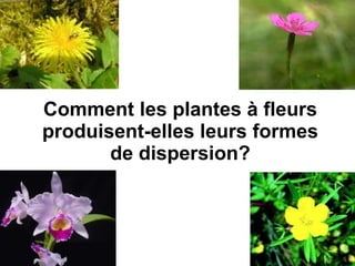 Comment les plantes à fleurs produisent-elles leurs formes de dispersion? 
