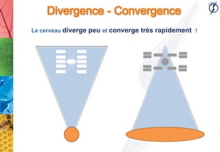 Divergence - Convergence
Le cerveau diverge peu et converge très rapidement !
 
