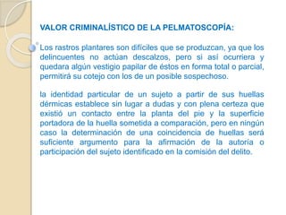 VALOR CRIMINALÍSTICO DE LA PELMATOSCOPÍA:
Los rastros plantares son difíciles que se produzcan, ya que los
delincuentes no...