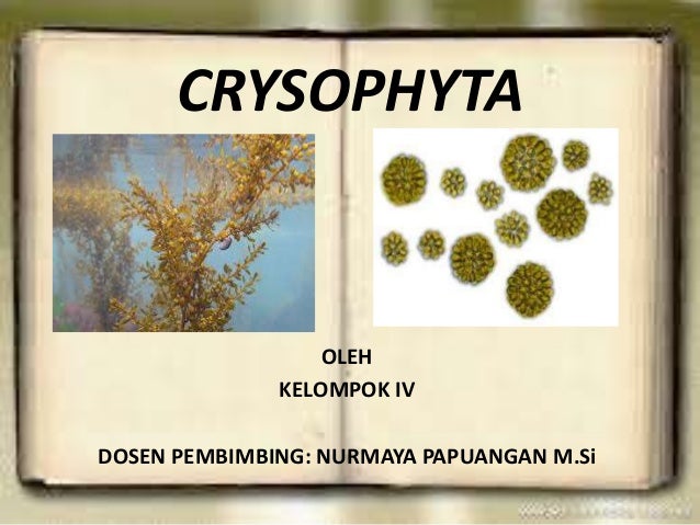 Ppt Crysophyta Kel 4 Bio Protista
