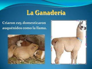 Criaron cuy, domesticaron
auquénidos como la llama.
La Ganadería
 