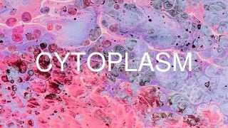 CYTOPLASM
 