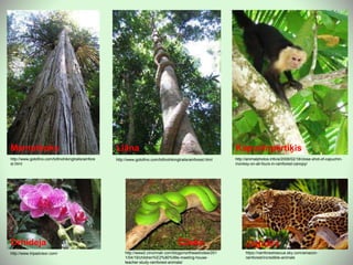 http://www.gotofino.com/tofinohikingtrailsrainfore
st.html
Mamutkoks
http://www.gotofino.com/tofinohikingtrailsrainforest.html
Liāna
http://www.tripadvisor.com/
Orhideja
http://animalphotos.info/a/2008/02/18/close-shot-of-capuchin-
monkey-on-all-fours-in-rainforest-canopy/
Kapucīnpērtiķis
http://www2.cincinnati.com/blogs/northeastnotes/201
1/04/19/children%E2%80%99s-meeting-house-
teacher-study-rainforest-animals/
Čūska
https://rainforestrescue.sky.com/amazon-
rainforest/incredible-animals
Jaguārs
 