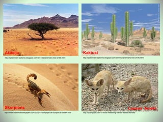 http://epitemnein-epitomic.blogspot.com/2011/02/jeremiahs-tree-of-life.html
Akācija
http://epitemnein-epitomic.blogspot.com/2011/02/jeremiahs-tree-of-life.html
Kaktusi
http://www.hdanimalswallpapers.com/2013/01/wallpaper-of-scorpion-in-desert.html
Skorpions
http://opishposh.com/10-most-interesting-sahara-desert-animals/
Lapsas feneki
 