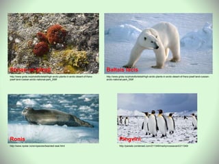http://www.grida.no/photolib/detail/high-arctic-plants-in-arctic-desert-of-franz-
josef-land-russian-arctic-national-park_059f
Sūnas un ķērpji
http://www.grida.no/photolib/detail/high-arctic-plants-in-arctic-desert-of-franz-josef-land-russian-
arctic-national-park_059f
Baltais lācis
http://www.npolar.no/en/species/bearded-seal.html
Ronis
http://parade.condenast.com/211349/marilynvossavant/211349/
Pingvīni
 