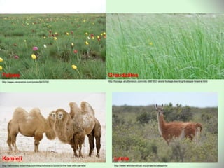 http://www.panoramio.com/photo/9470791
Tulpes
http://footage.shutterstock.com/clip-3881837-stock-footage-two-bright-steppe-flowers.html
Graudzāles
http://advocacy.britannica.com/blog/advocacy/2009/09/the-last-wild-camels/
Kamieļi
http://www.worldlandtrust.org/projects/patagonia
Lama
 