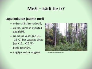 Meži – kādi tie ir?
Lapu koku un jauktie meži
– mērenajā siltuma joslā,
– vietās, kurās ir izteikti 4
gadalaiki,
– ziemas ir vēsas (ap -5...
-15 oC) bet vasaras siltas
(ap +15...+25 oC),
– bieži nokrišņi,
– auglīga, mitra augsne. http://www.pdf.lv/mezi/tipi3a9f.html
 