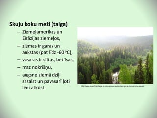 Skuju koku meži (taiga)
– Ziemeļamerikas un
Eirāzijas ziemeļos,
– ziemas ir garas un
aukstas (pat līdz -60oC),
– vasaras ir siltas, bet īsas,
– maz nokrišņu,
– augsne ziemā dziļi
sasalst un pavasarī ļoti
lēni atkūst. http://www.bpan.fi/en/taiga-in-dvina-pinega-watershed-got-a-chance-to-be-saved/
 