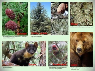 http://wildflowerfinder.org.uk/Flowers/L/Larch(Dahu
rian)/Larch(Dahurian).htm
Lapegle
http://www.bbfactory.lv/
Ciedru priede
http://biomesfourth09.wikispaces.com/taiga+facts
Ķērpji
http://www.firstpeople.us/pictures/bear/Alaskan-
Brown-Bear.html
Lācis
http://lat.mixnews.lv/
Cauna
http://dabasdati.lv/lv/observation/gn6
ic1qs9ma1o65i7gu4u9f3f3/
Krustknābis
 