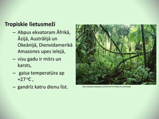 Tropiskie lietusmeži
– Abpus ekvatoram Āfrikā,
Āzijā, Austrālijā un
Okeānijā, Dienvidamerikā
Amazones upes ielejā,
– visu gadu ir mitrs un
karsts,
– gaisa temperatūra ap
+27oC ,
– gandrīz katru dienu līst. http://classbb.wordpress.com/2012/01/21/what-is-a-rainforest/
 