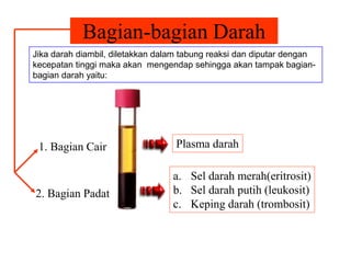 Bagian-bagian Darah
Jika darah diambil, diletakkan dalam tabung reaksi dan diputar dengan
kecepatan tinggi maka akan mengendap sehingga akan tampak bagian-
bagian darah yaitu:
1. Bagian Cair
2. Bagian Padat
Plasma darah
a. Sel darah merah(eritrosit)
b. Sel darah putih (leukosit)
c. Keping darah (trombosit)
 