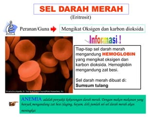 SEL DARAH MERAH
Peranan/Guna : Mengikat Oksigen dan karbon dioksida
Tiap-tiap sel darah merah
mengandung HEMOGLOBIN
yang mengikat oksigen dan
karbon dioksida. Hemoglobin
mengandung zat besi.
Sel darah merah dibuat di:
Sumsum tulang
ANEMIA adalah penyakit kekurangan darah merah. Dengan makan makanan yang
banyak mengandung zat besi (daging, bayam, dsb) jumlah sel-sel darah merah akan
meningkat
(Eritrosit)
 