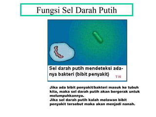 Fungsi Sel Darah Putih
Jika ada bibit penyakit/bakteri masuk ke tubuh
kita, maka sel darah putih akan bergerak untuk
melumpuhkannya.
Jika sel darah putih kalah melawan bibit
penyakit tersebut maka akan menjadi nanah.
 