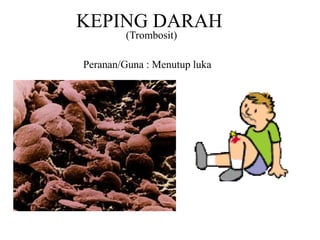KEPING DARAH
Peranan/Guna : Menutup luka
(Trombosit)
 